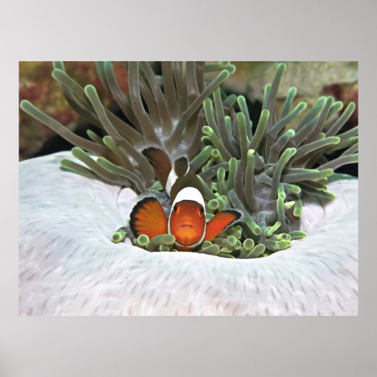 コイリペピエンフィッシュII ポスター (正面)