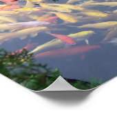 コイ壮麗 ポスター (角)