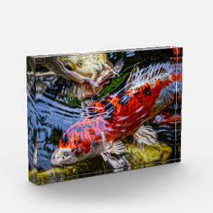 コイ日本の魚池 フォトブロック
