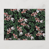 コイ池の魚のアートワーク ポストカード (正面)