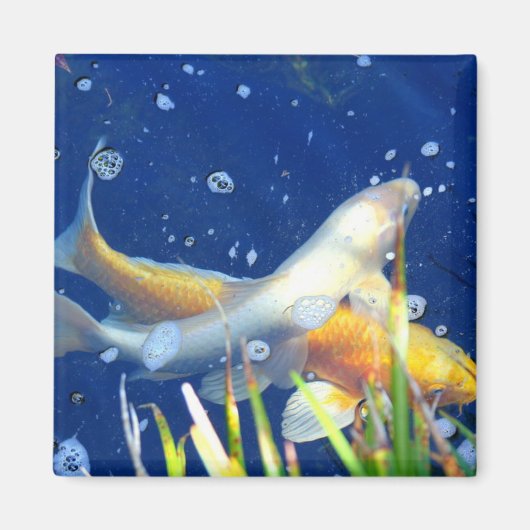 コイ池の魚磁石 マグネット (正面)