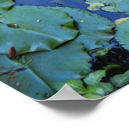 コイ池ポスター ポスター (角)