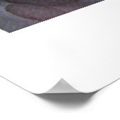 コイ池 ポスター (角)