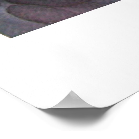 コイ池 ポスター (角)