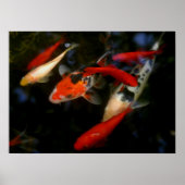 コイ禅 ポスター (正面)