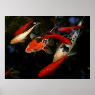 コイ禅 ポスター