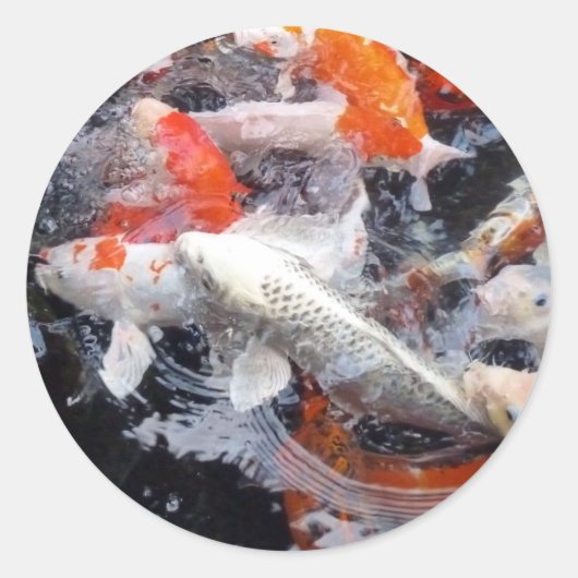 コイ集団 ラウンドシール (正面)