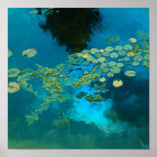 コイ青 ポスター (正面)