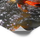 コイ食べ物を与え鯉の熱狂 ポスター (角)