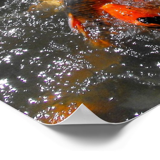 コイ食べ物を与え鯉の熱狂 ポスター (角)