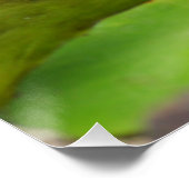 コイ魚の水百合池 ポスター (コーナー)