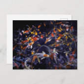 コイ魚の流れ ポストカード (正面/裏面)