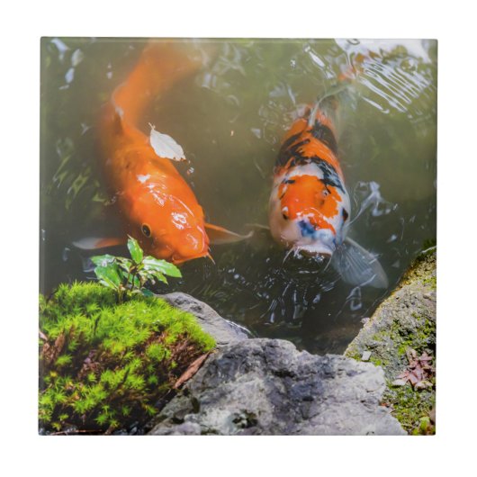 コイ魚 タイル (正面)