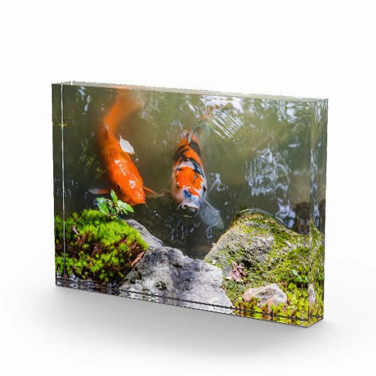 コイ魚 フォトブロック (右)