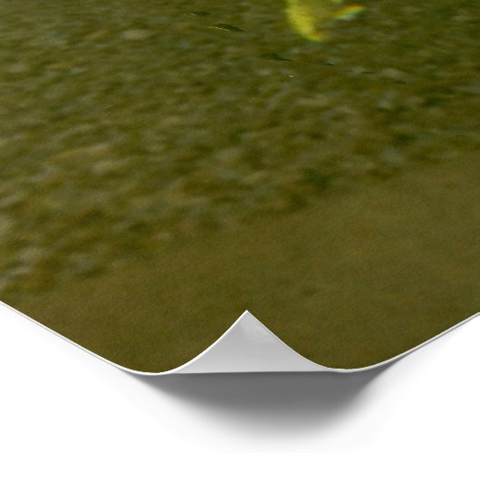 コイ鯉ポスター ポスター (角)