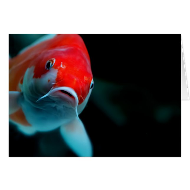 コイ鯉 (正面横)