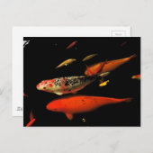 コイ鯉 ポストカード (正面/裏面)