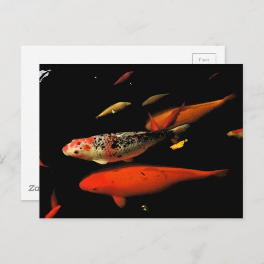 コイ鯉 ポストカード (正面/裏面)