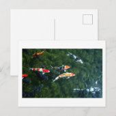 コイ鯉：日本 ポストカード (正面/裏面)