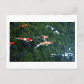 コイ鯉：日本 ポストカード (正面)