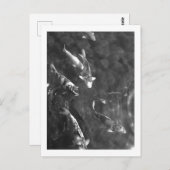 コイ鯉:日本 ポストカード (正面/裏面)