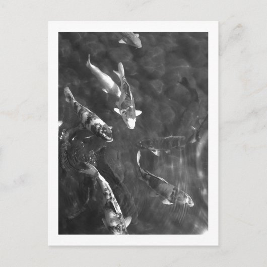 コイ鯉:日本 ポストカード (正面)