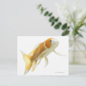 コイ（キプロヌス・カルピオ） ポストカード (スタンド正面)