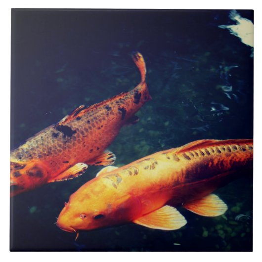 コイ タイル (正面)