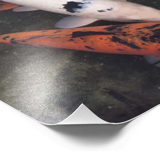 コイ フォトプリント            (角)