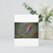 コイ ポストカード (スタンド正面)