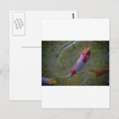 コイ ポストカード (正面/裏面)