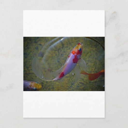 コイ ポストカード (正面)