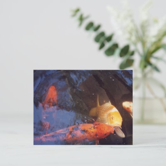 コイ ポストカード (スタンド正面)