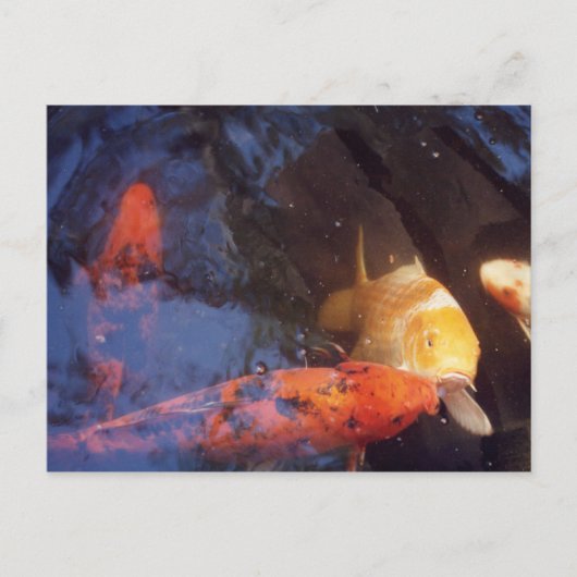 コイ ポストカード (正面)