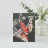 コイ ポストカード (スタンド正面)