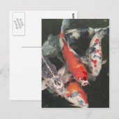 コイ ポストカード (正面/裏面)