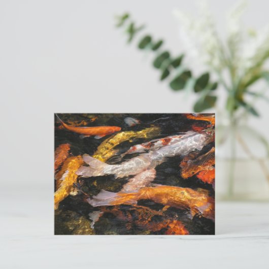 コイ ポストカード (スタンド正面)