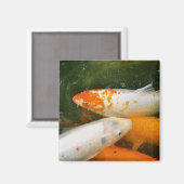 コイ マグネット (正面/裏面)