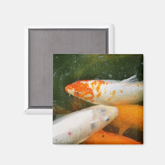 コイ マグネット (正面/裏面)