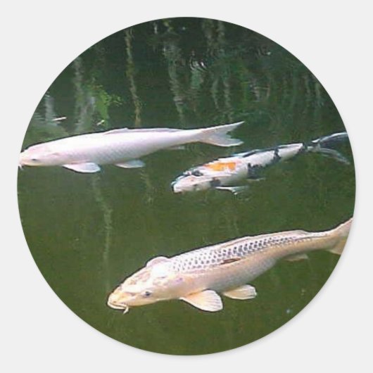 コイ ラウンドシール (正面)