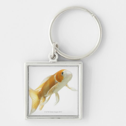 コイ(Cyprinus carpio) キーホルダー (正面)