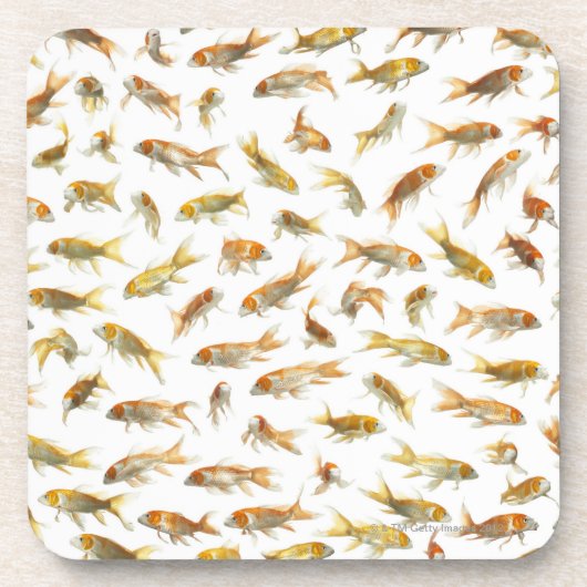 コイ(Cyprinus carpio) 2 コースター (正面)