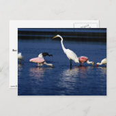 コウテイペカン、サギ、ダイサギ、青サギ、そして雪 ポストカード (正面/裏面)