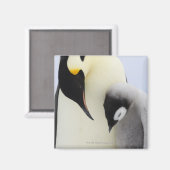 コウテイペンギンが雛を見る マグネット (正面/裏面)
