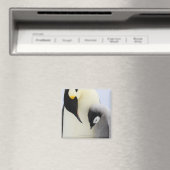 コウテイペンギンが雛を見る マグネット (インサイチュ (食洗機))