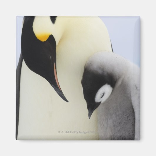 コウテイペンギンが雛を見る マグネット (正面)