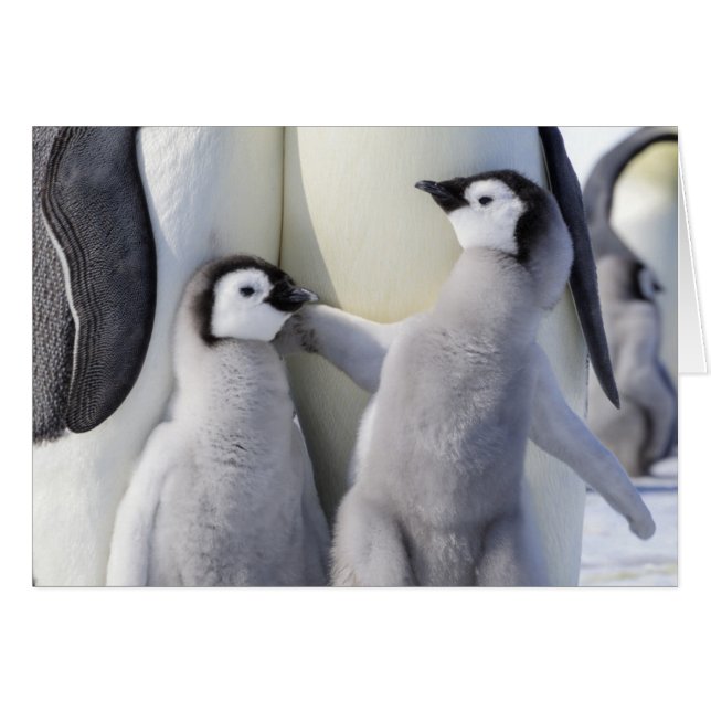 コウテイペンギンのひよこ (正面横)