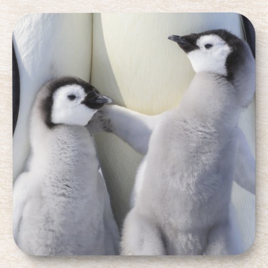 コウテイペンギンのひよこ コースター (正面)