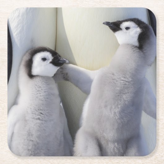 コウテイペンギンのひよこ スクエアペーパーコースター (正面)