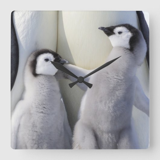 コウテイペンギンのひよこ スクエア壁時計 (正面)